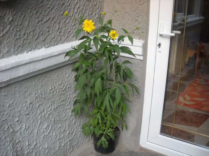 Picture 905 - Florile mele si obiecte de artizanat