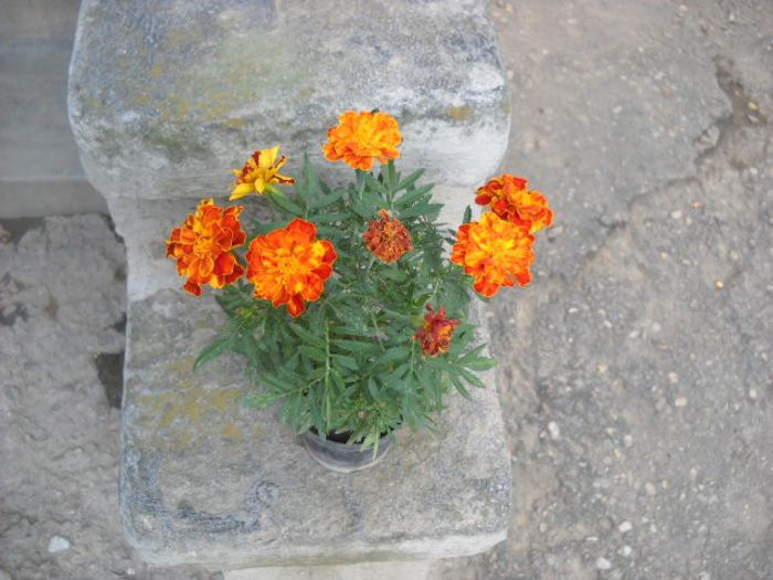 Picture 906 - Florile mele si obiecte de artizanat