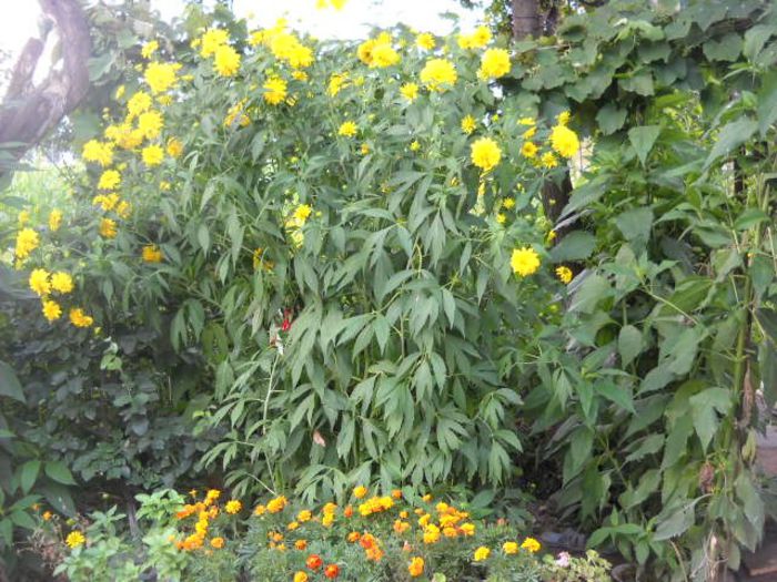 Picture 907 - Florile mele si obiecte de artizanat