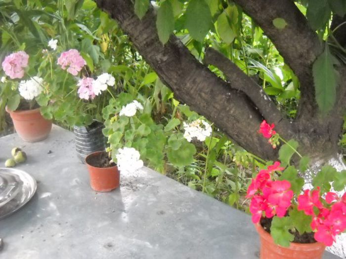 Picture 910 - Florile mele si obiecte de artizanat