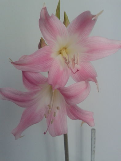 2013-07-17 15.58.28 - Amaryllis belladonna