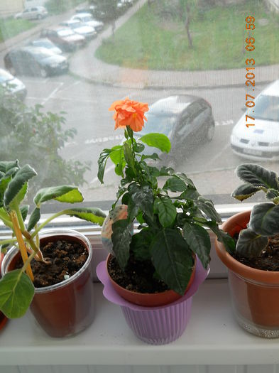 002 - IULIE 2013
