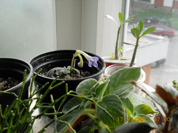 streptocarpus