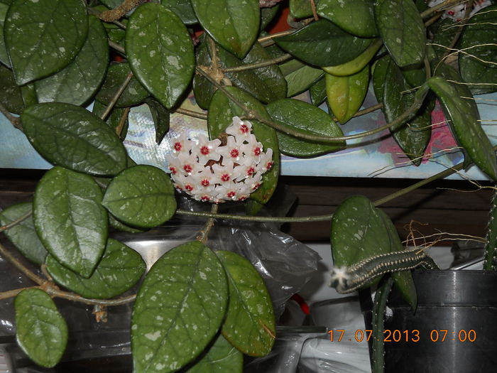hoya