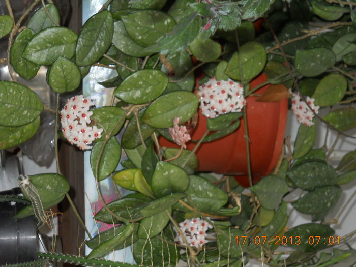hoya