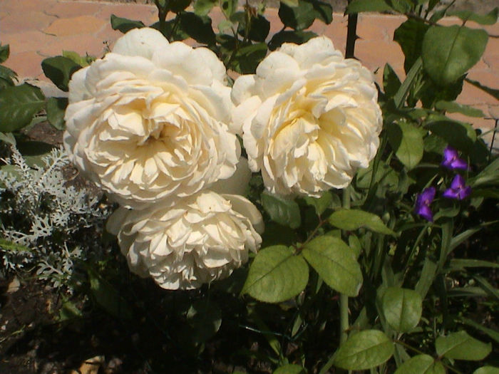 Crocus Rose (3) - Crocus Rose