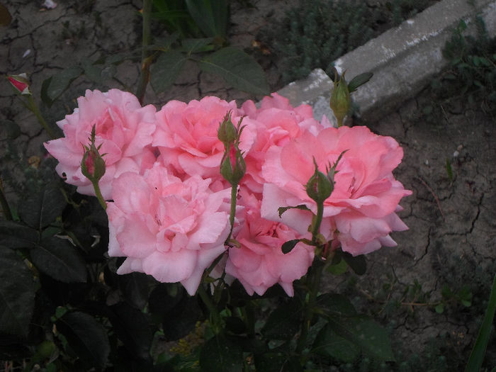 SAM_0648 - Curtea si gradina