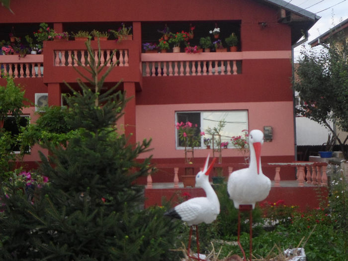 SAM_0649 - Curtea si gradina