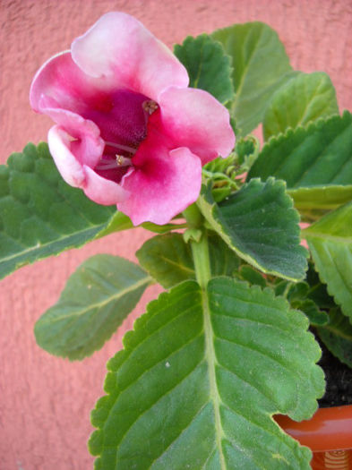 Multumesc    !!! - 1GLOXINIA- 2013