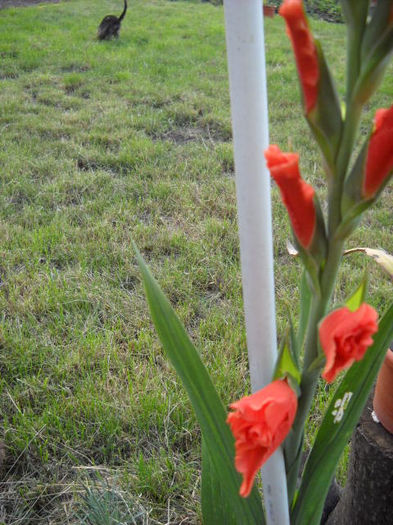 Gladiola si Negrut in Iarba!