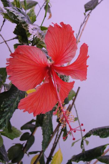  - Hibiscus-1