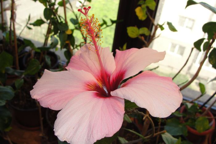 hibiscus Natal - Hibiscus-1