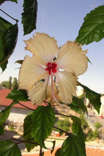 hibiscus Sri Lanka