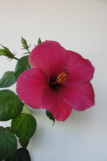  - Hibiscus-1