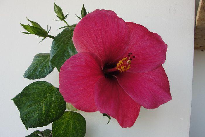 hibiscus Black Beauty