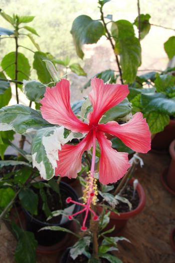 hibiscus Cooperi - Hibiscus-2