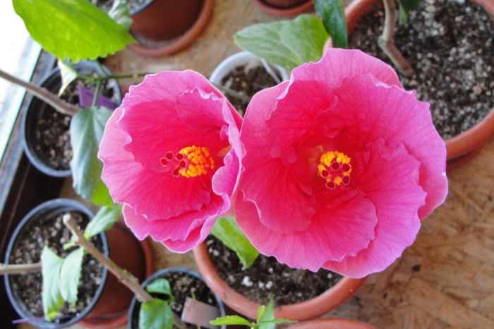 hibiscus Gween Mary