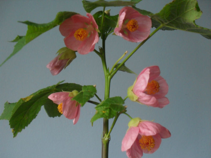 SDC10517 - ABUTILON 2013