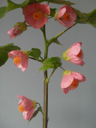 SDC10518 - ABUTILON 2013