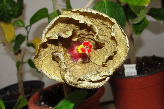 hibiscus Wallflower