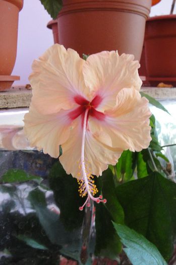 hibiscus Antilles Saumon - Hibiscus-2