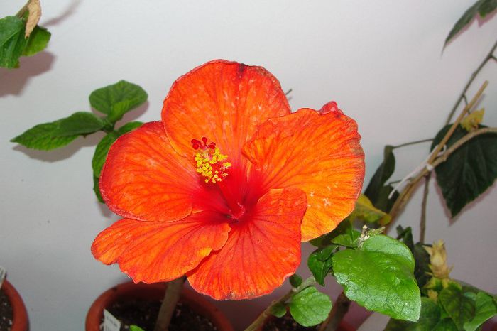 hibiscus Fire Engine