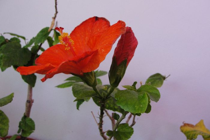  - Hibiscus Gommer 1