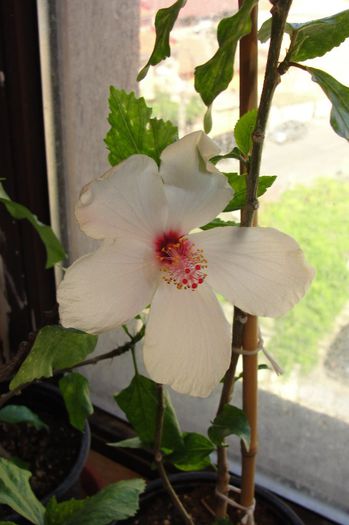 hibiscus Arnottianus - Hibiscus-2
