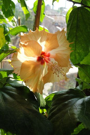 hibiscus Sprinkle Rain