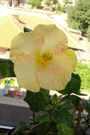 hibiscus Wahine