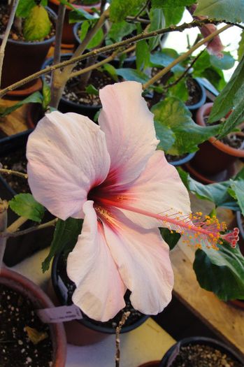 hibiscus Natal