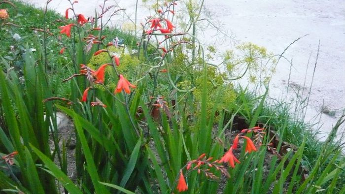 Picture 5653 - Flori de vara