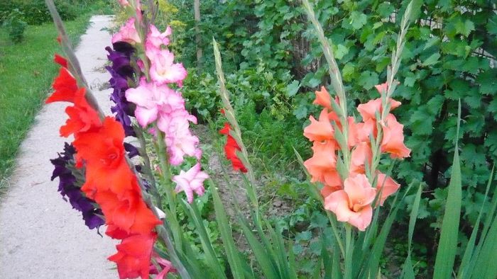 Picture 5654 - Flori de vara