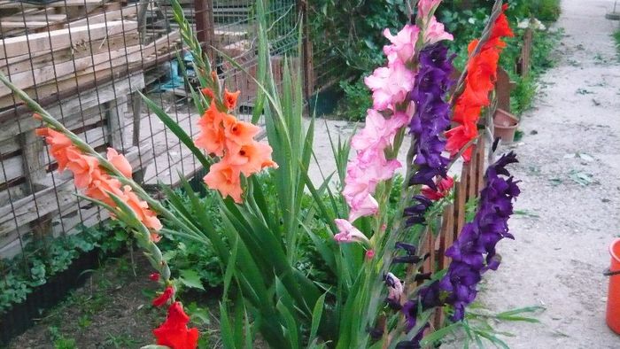 Picture 5655 - Flori de vara