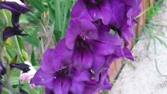 Picture 5656 - Flori de vara