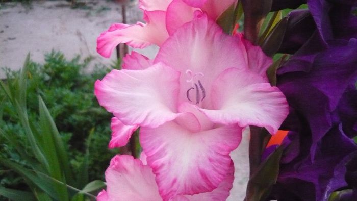 Picture 5657 - Flori de vara