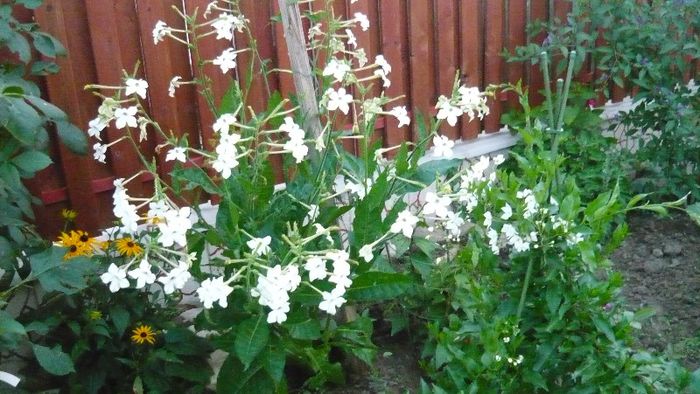 Picture 5572 - Flori de vara