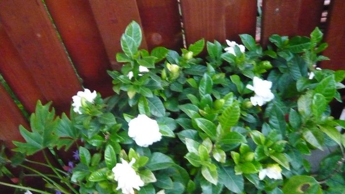 Picture 5617 - Flori de vara