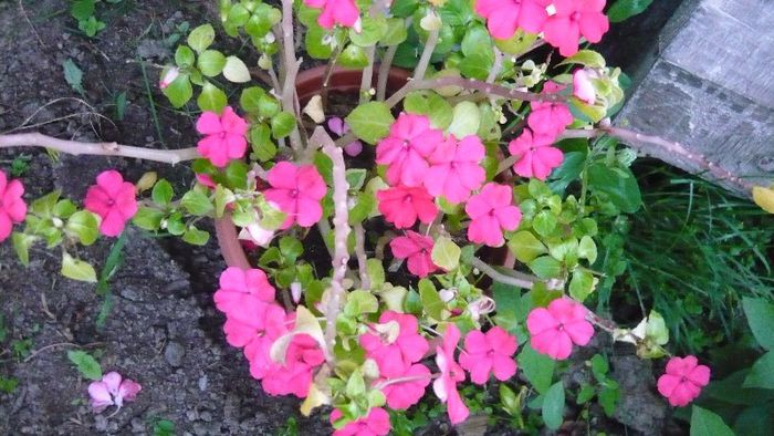 Picture 5618 - Flori de vara