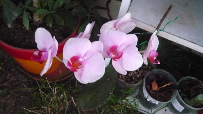 Picture 5619 - Flori de vara