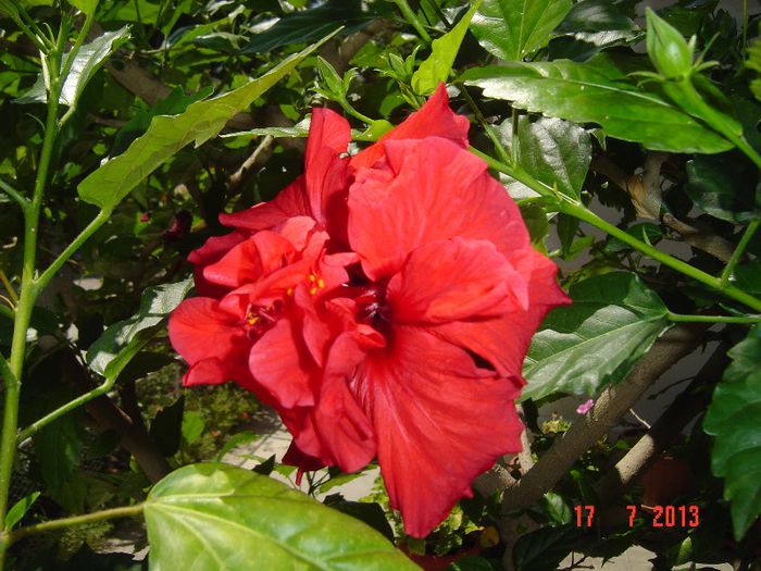 Picture 609 - 0 HIBISCUS