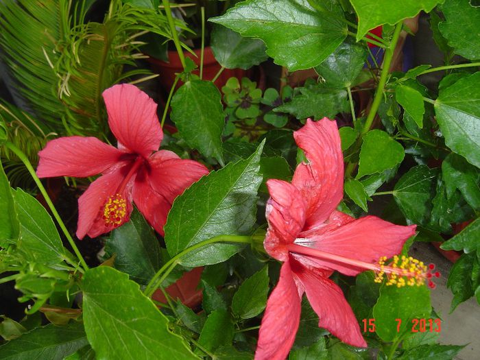 Picture 580 - 0 HIBISCUS