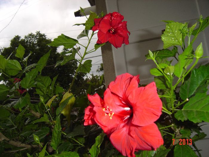 Picture 594 - 0 HIBISCUS