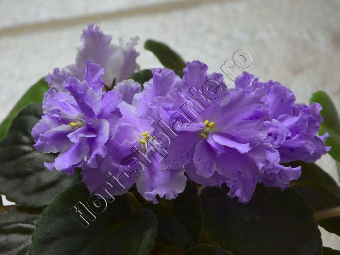 Saintpaulia EK Lambada