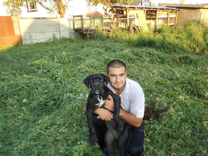 DSC02313 - 2 angel cane corso