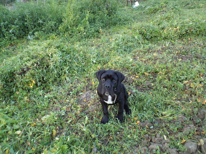 DSC02352 - 2 angel cane corso