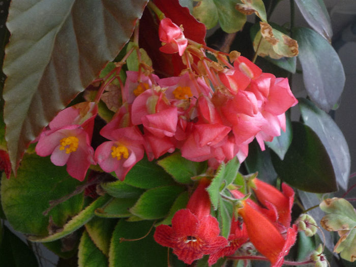 Begonia si Kohleria Eriantha - Flori 2013 - a doua parte