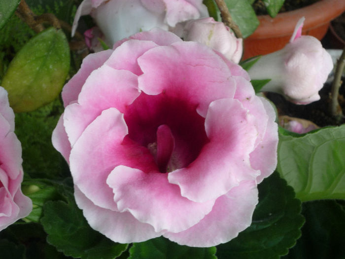 Gloxinia