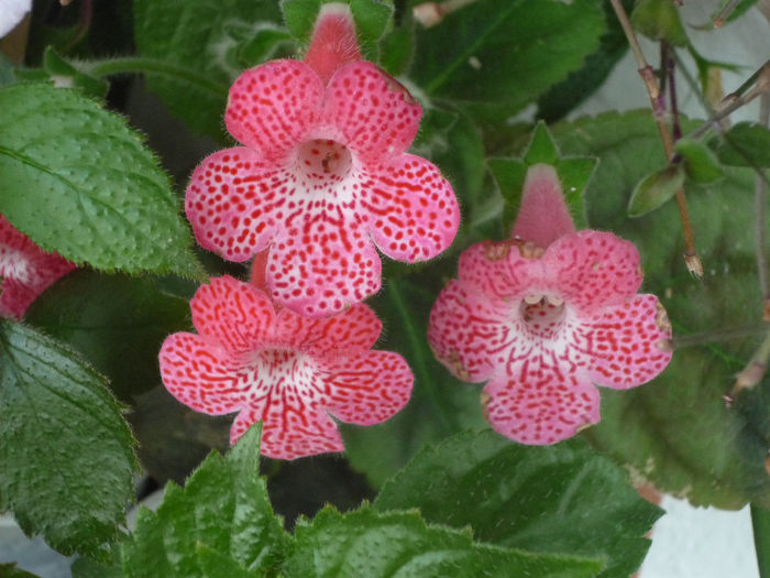 Kohleria Sunshine - Flori 2013 - a doua parte