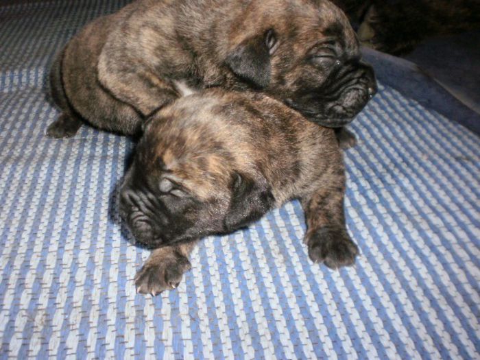 P7131211 - dogo canario nascuti la data 03 07 2013